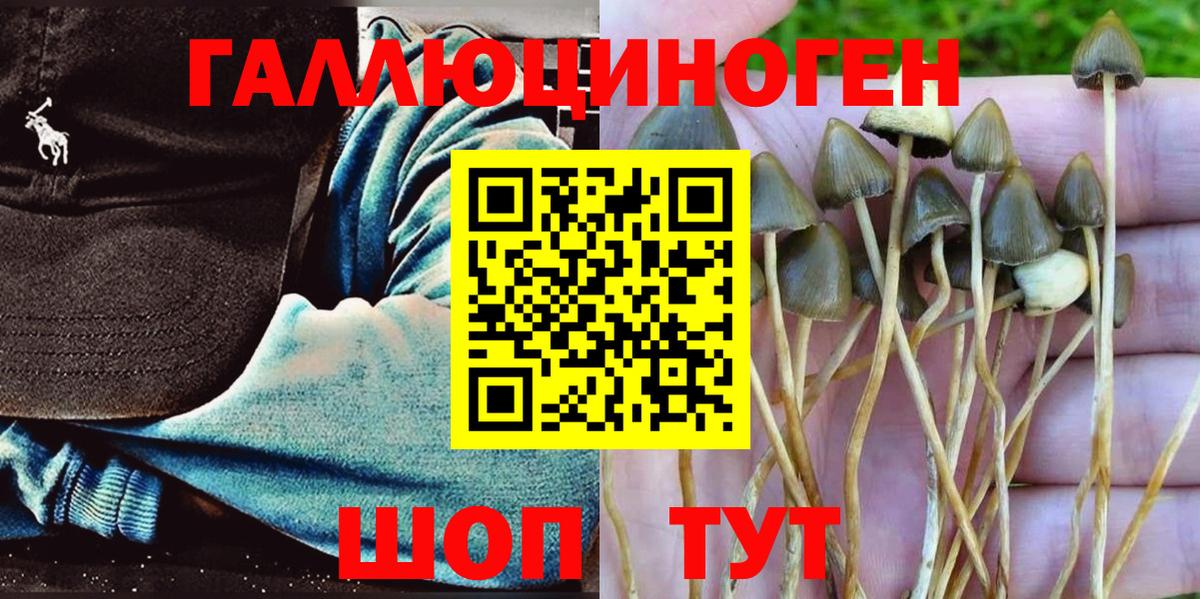 Псилоцибиновые грибы GOLDEN TEACHER  Вход с VPN  Галлюциногенные грибы Psilocybine cubensis  Городец 